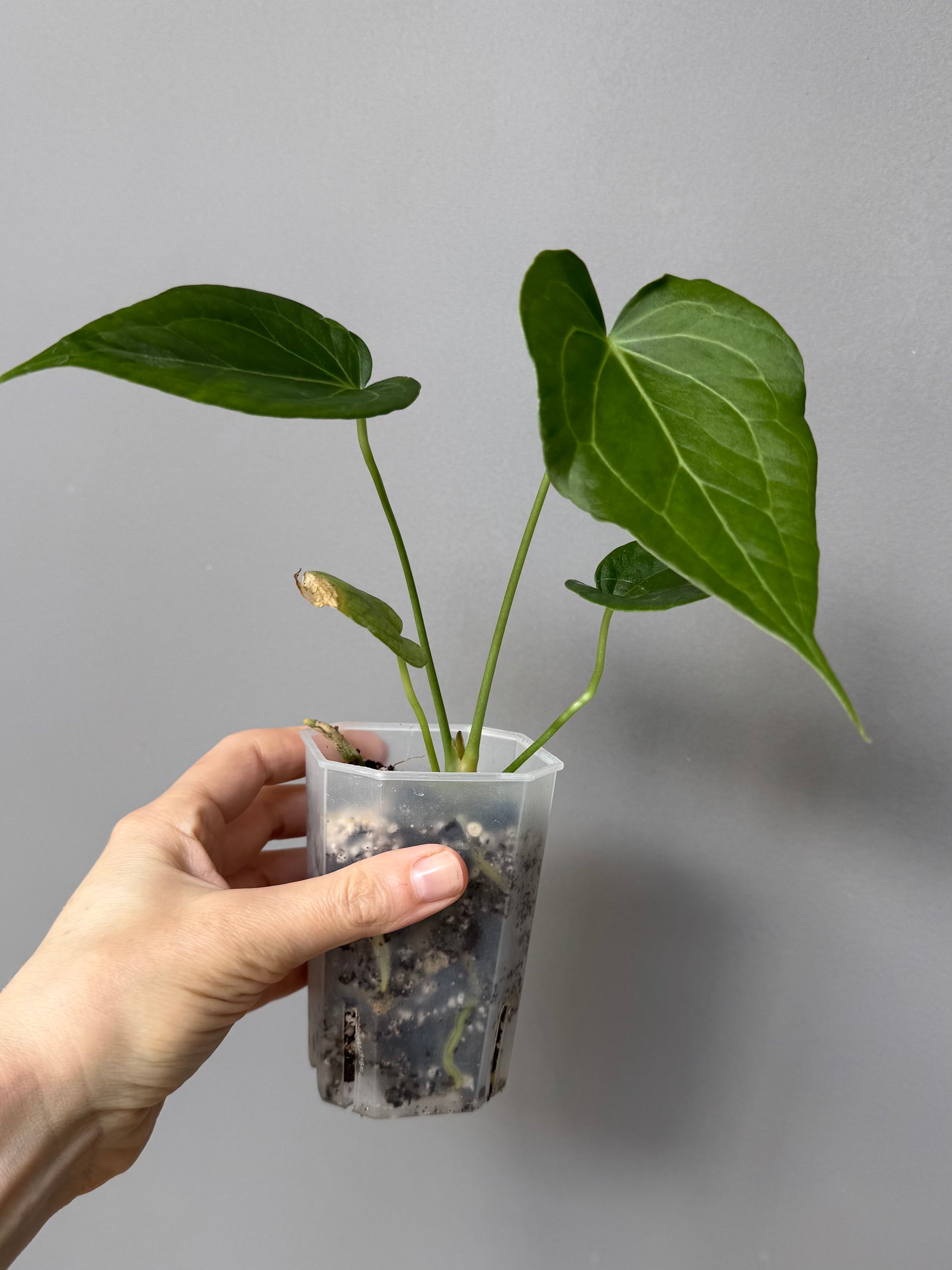 Anthurium Delta Force