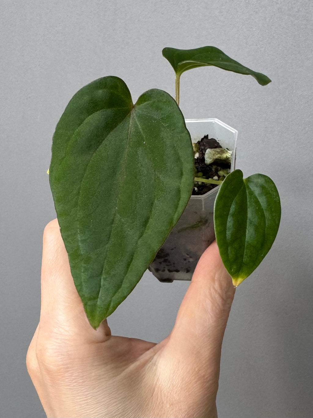 Anthurium (BVEP x Kuna) x (BVEP RxF x F) by thelonelysanctuary