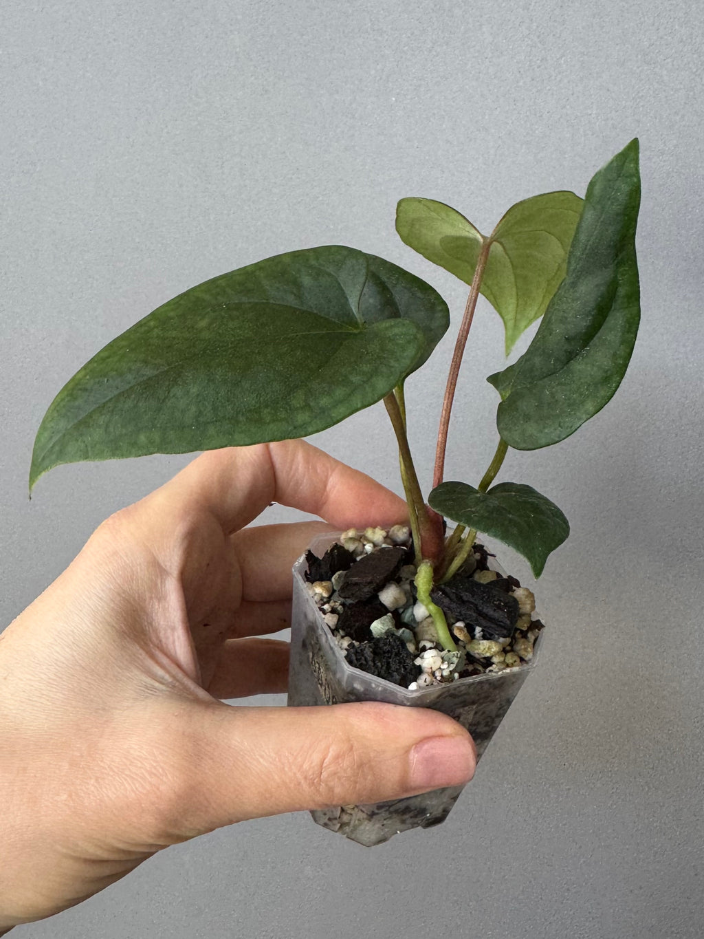 Anthurium ((BVEP x Portillae Dorito) x (Dark Phoenix x Goliath)) x (Fort Sherman x RVDP)