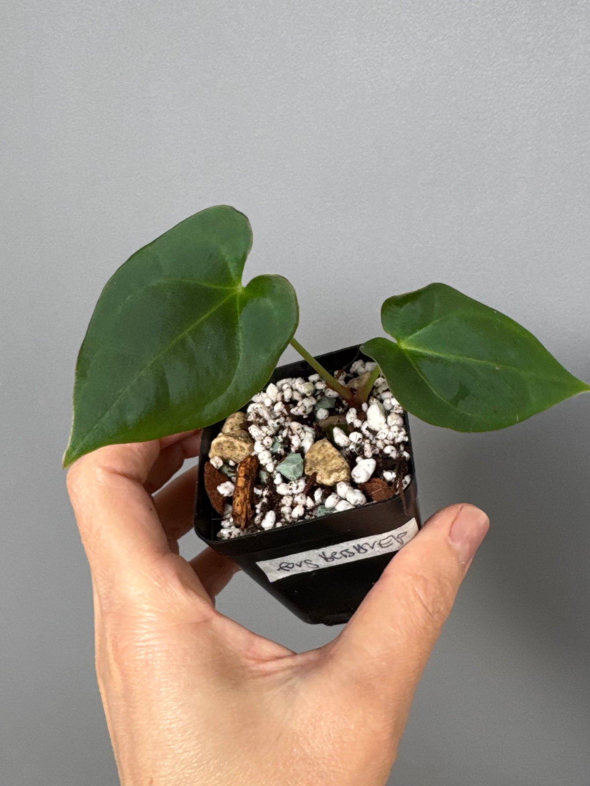 Anthurium forgetii x (besseae black x BVEP)