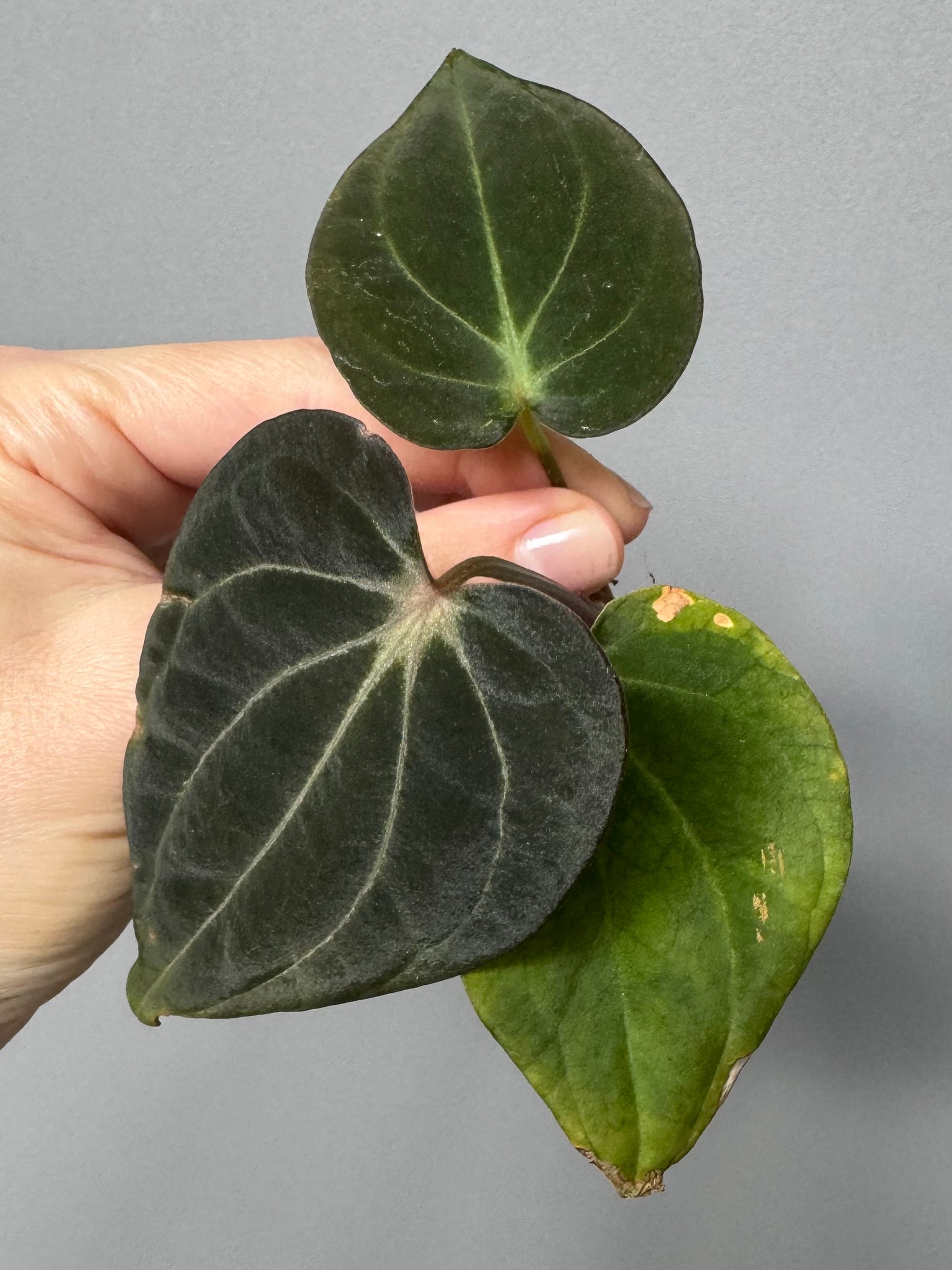 Anthurium ((RG Dressleri x Carlablackiae)xBVEP) X Carlablackiae C1
