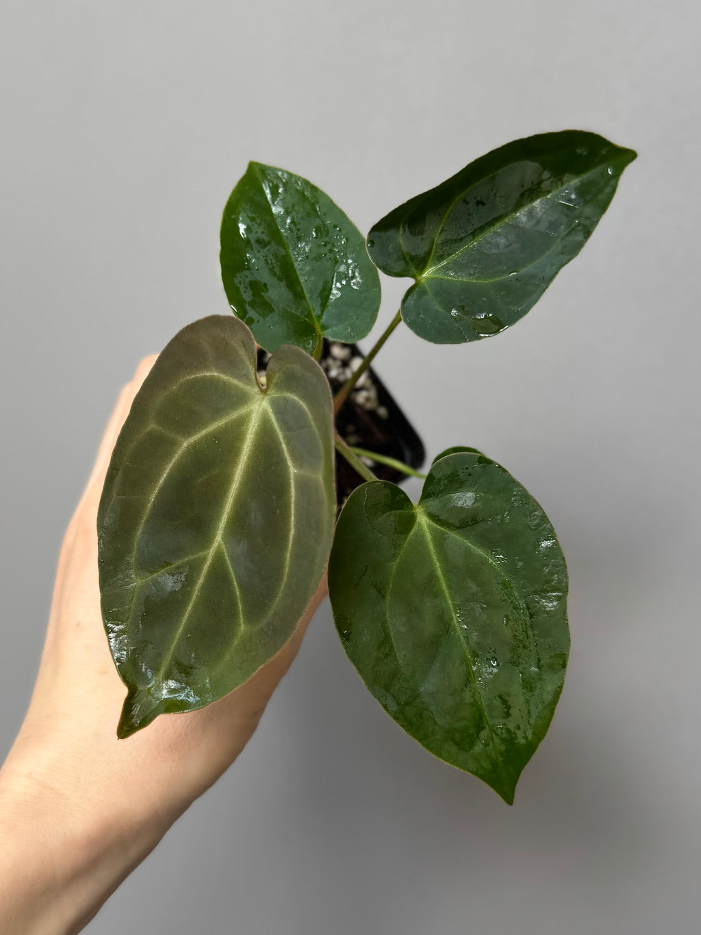 Anthurium (AOS x forgetii) x (NSE Red Crystallinum x Carlablackiae)