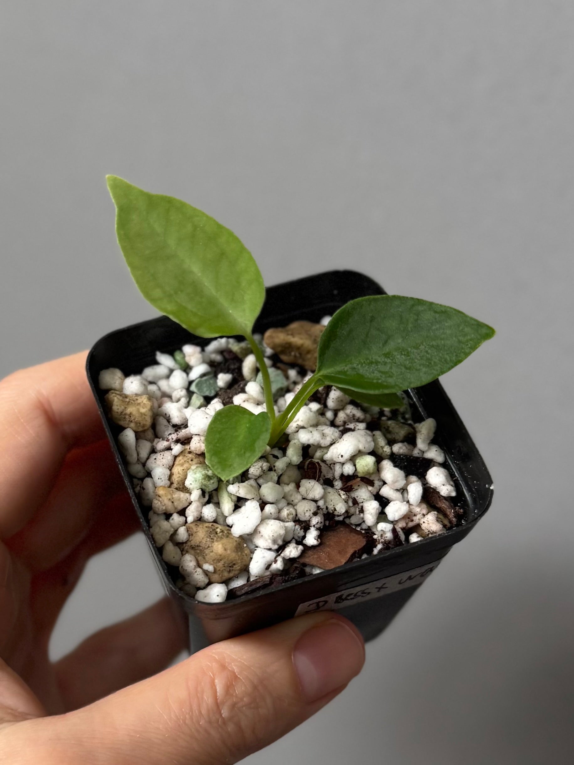 (Papillilaminum Daniel x Besseae aff.) x warocqueanum (seedling 2)