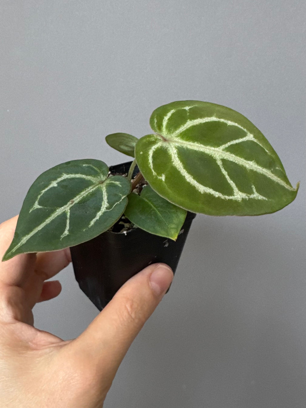 Anthurium Silver Blush x Michelle