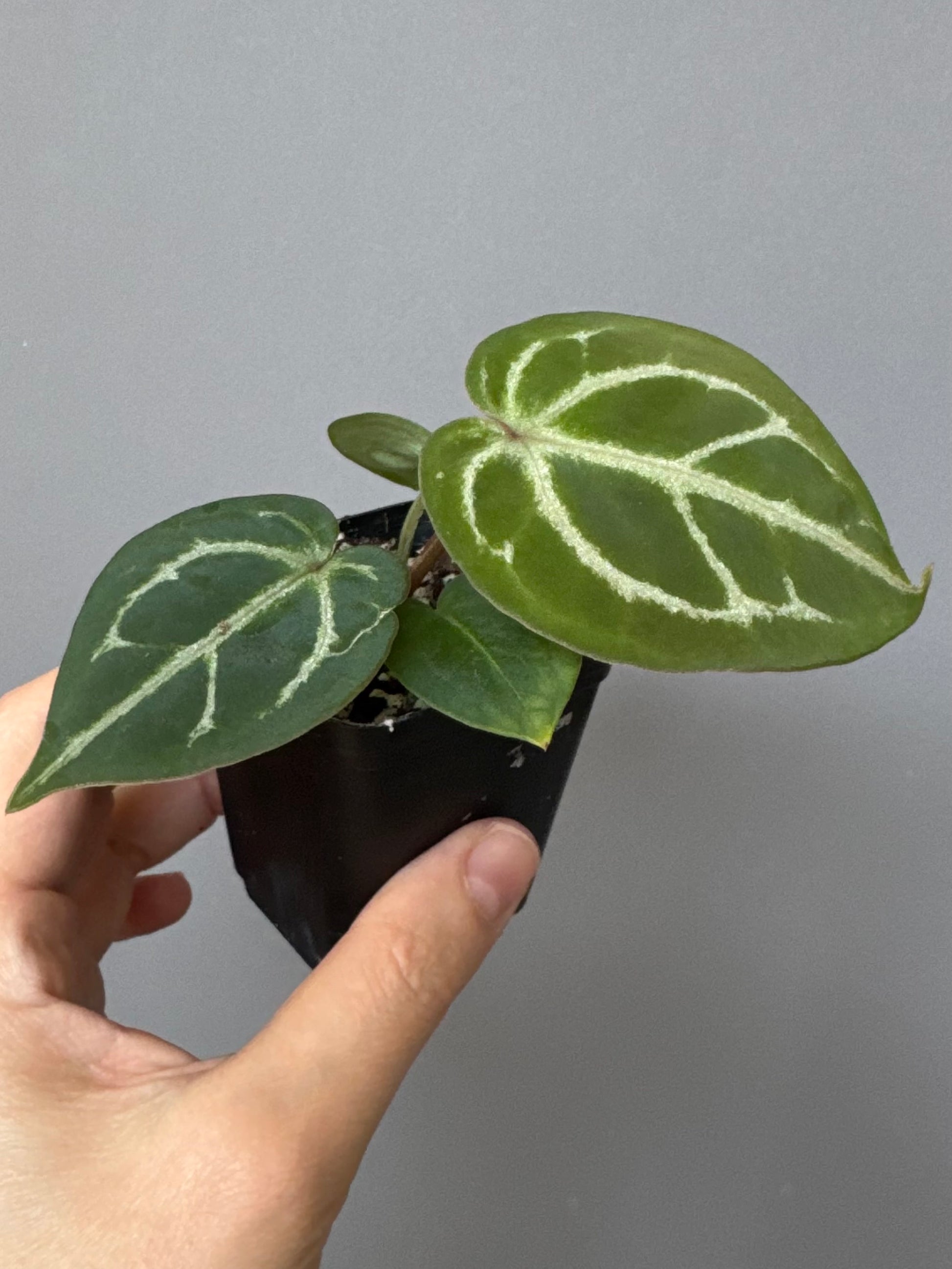 Anthurium Silver Blush x Michelle