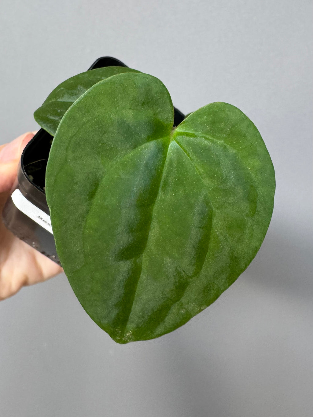 Anthurium Besseae aff. x RVDP