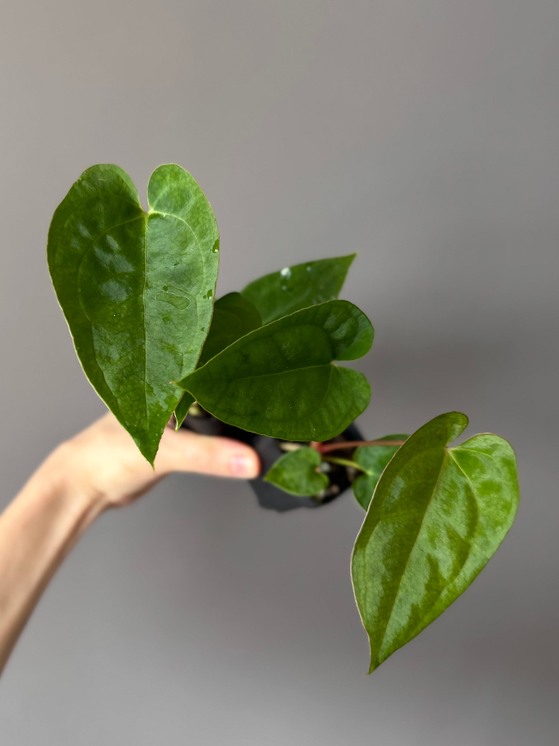 Anthurium crystallinum x papillilaminum