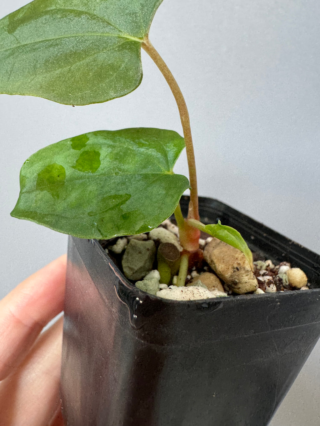 Anthurium papillilaminum Fort Sherman x Ralph Lynam (Jay Vannini clone)