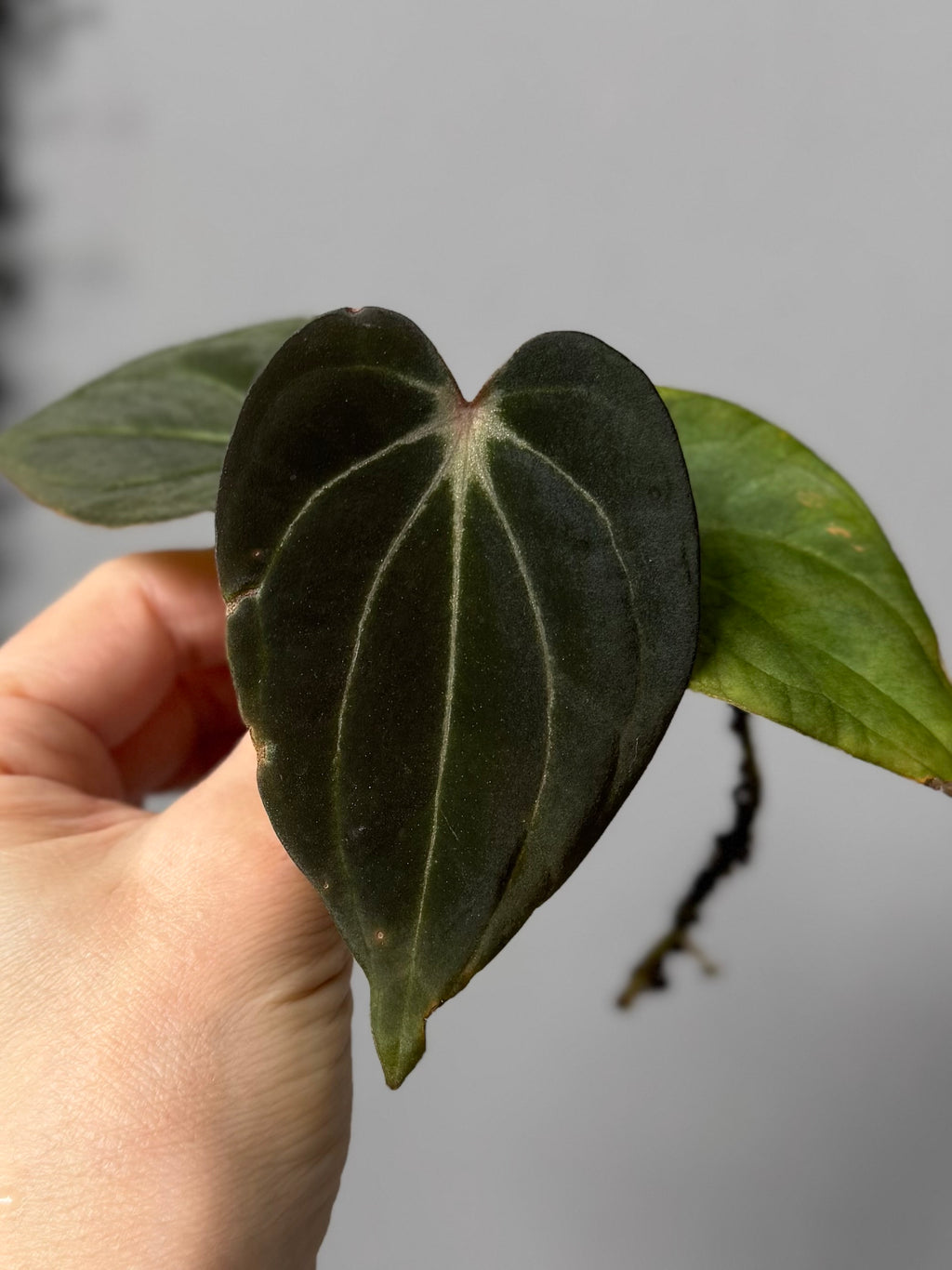 Anthurium ((RG Dressleri x Carlablackiae)xBVEP) X Carlablackiae C1