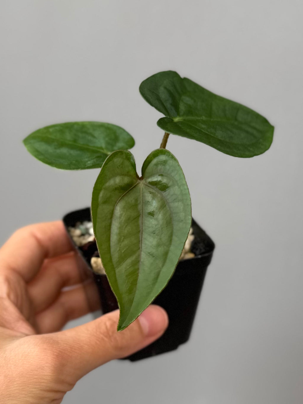 Anthurium Papillilaminum ‚Gatorbod‘ x (RGdressCarla x BVEP)