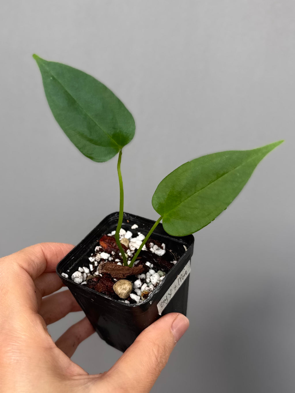 Anthurium CrystallinumX x Indo Portillae