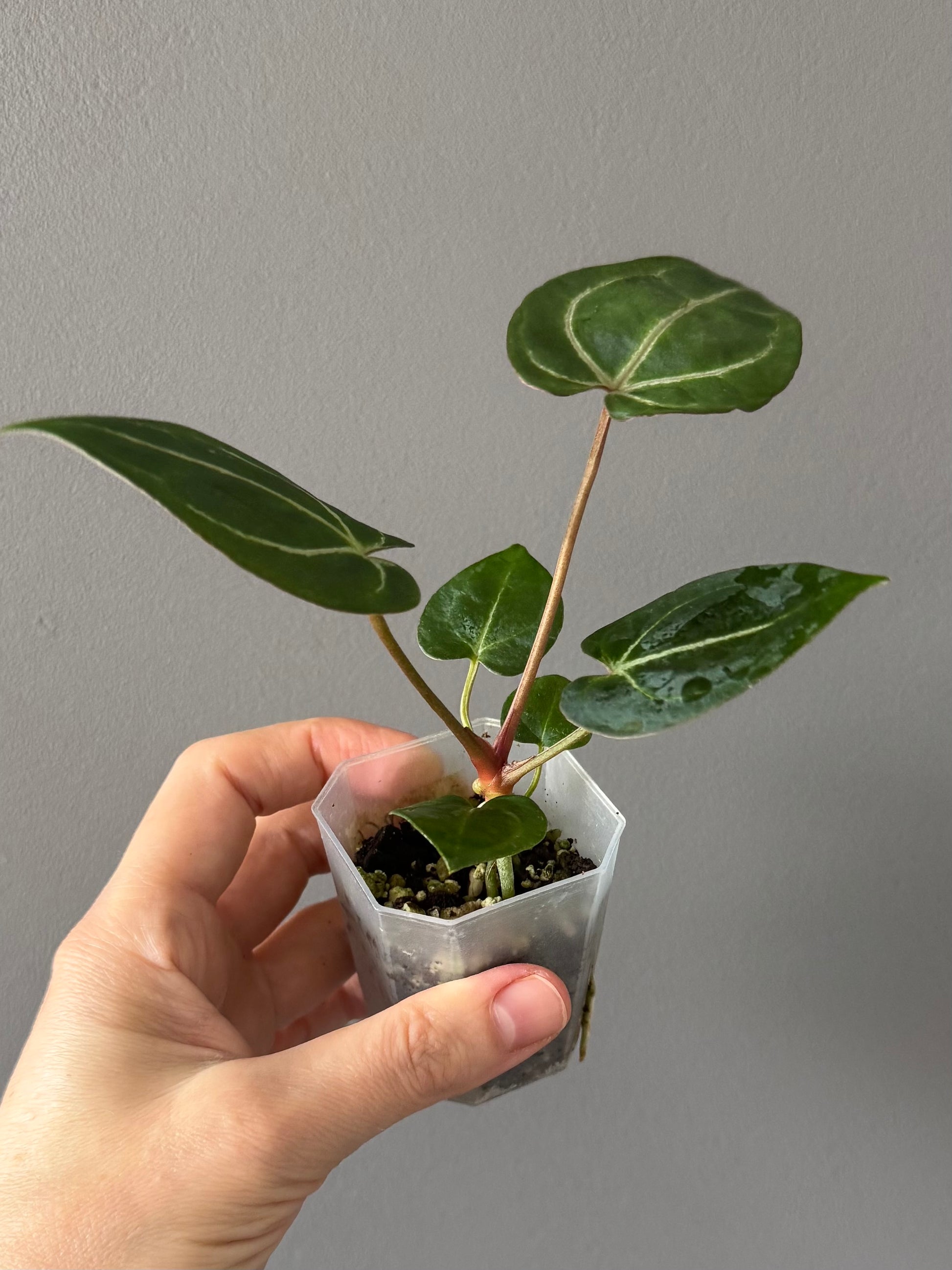 Anthurium (ZxM) x  (NSE Red Crystallinum x Carlablackiae)
