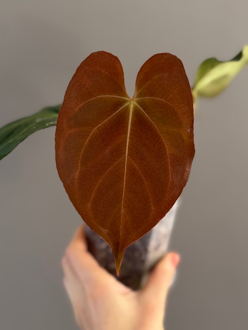 Anthurium NSE CarlaX x complex KOS/HU Hybrid