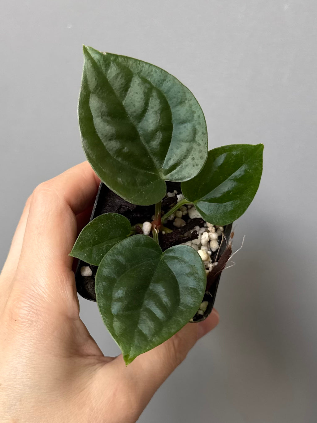 Anthurium (papillilaminum Hybrid x (KOS x Silver Blush)) X luxurians