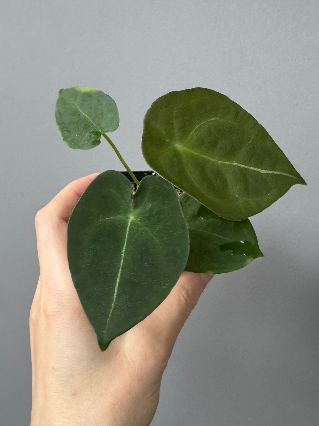 Anthurium forgetii (White Stripes x Dark Form)