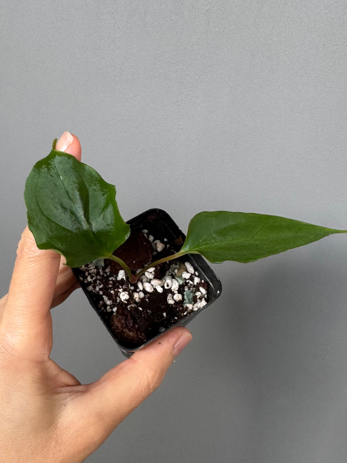 Anthurium Subsignatum Velvet x Ralph Lynam clone (#1) (by mathiuxaroid)