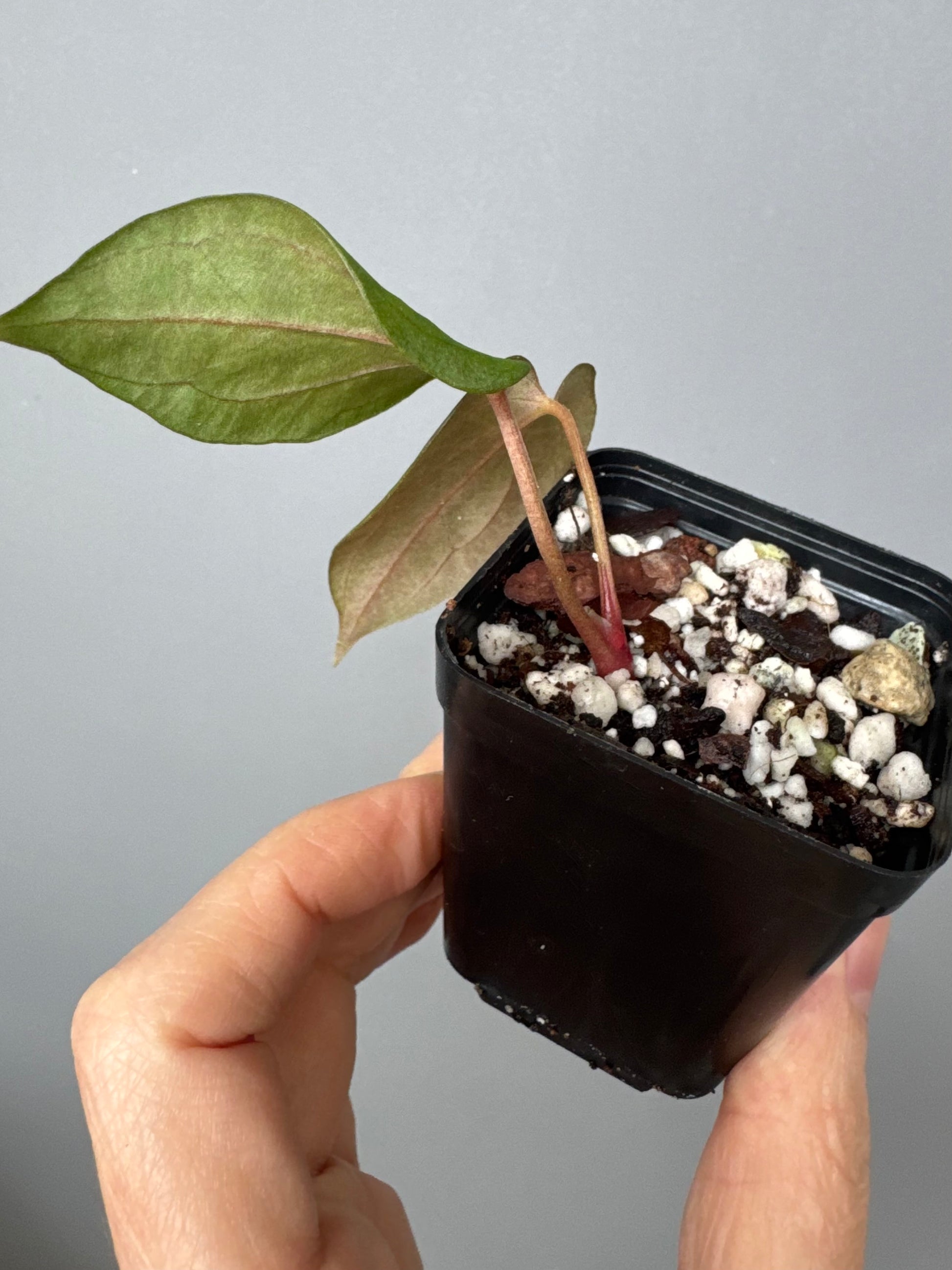 Anthurium papillilaminum ‚Fort Sherman‘ Klon
