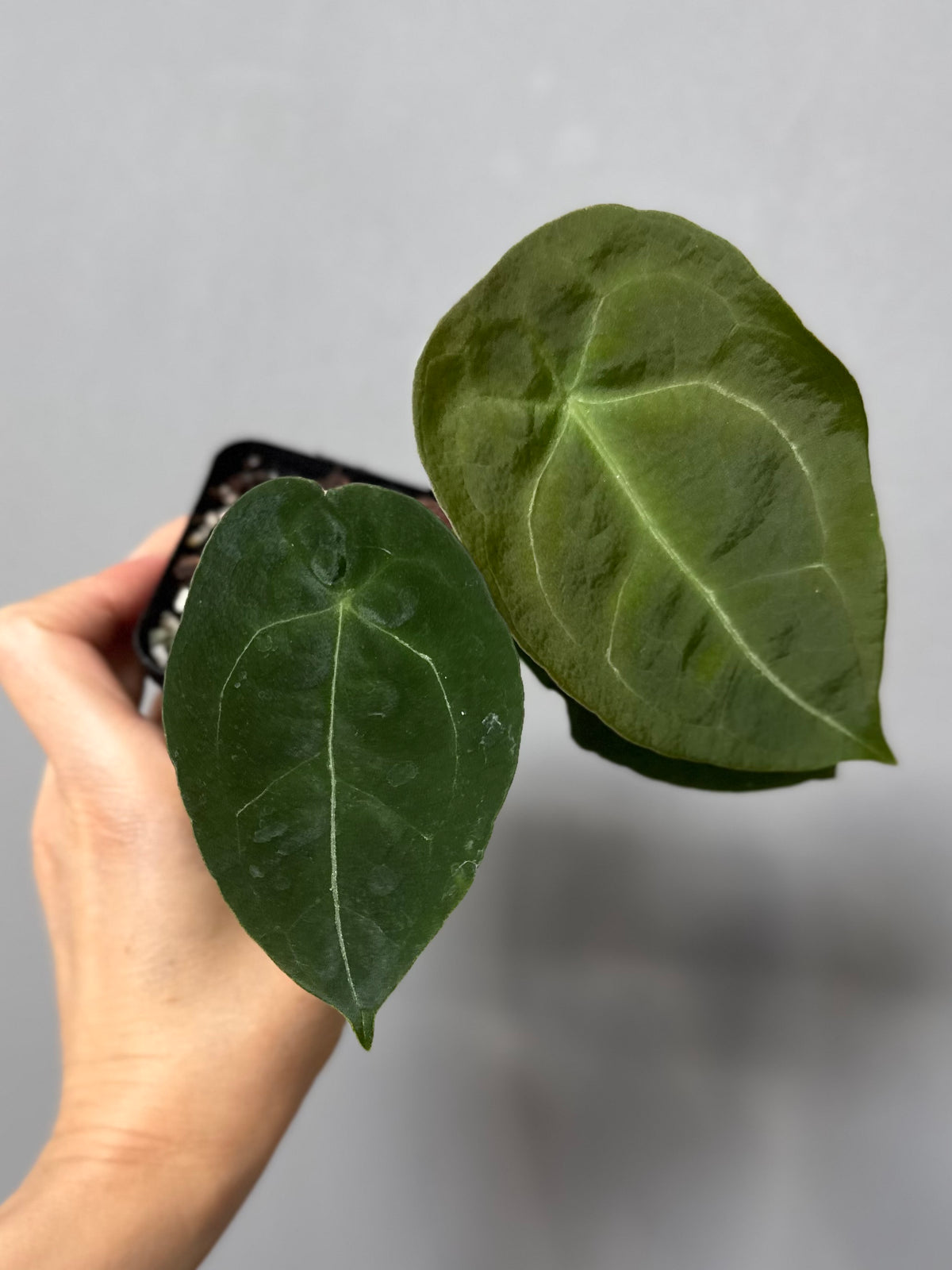 Anthurium forgetii (White Stripes x Dark Form)