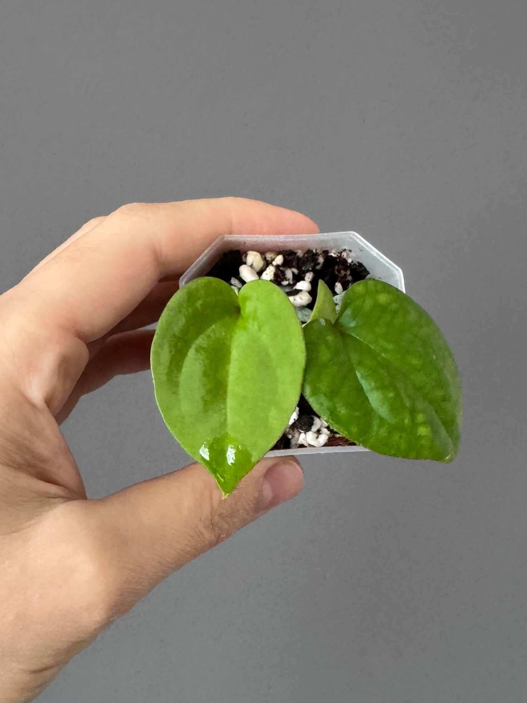 Anthurium RVDP - Red Vein Dark Phoenix - Klon