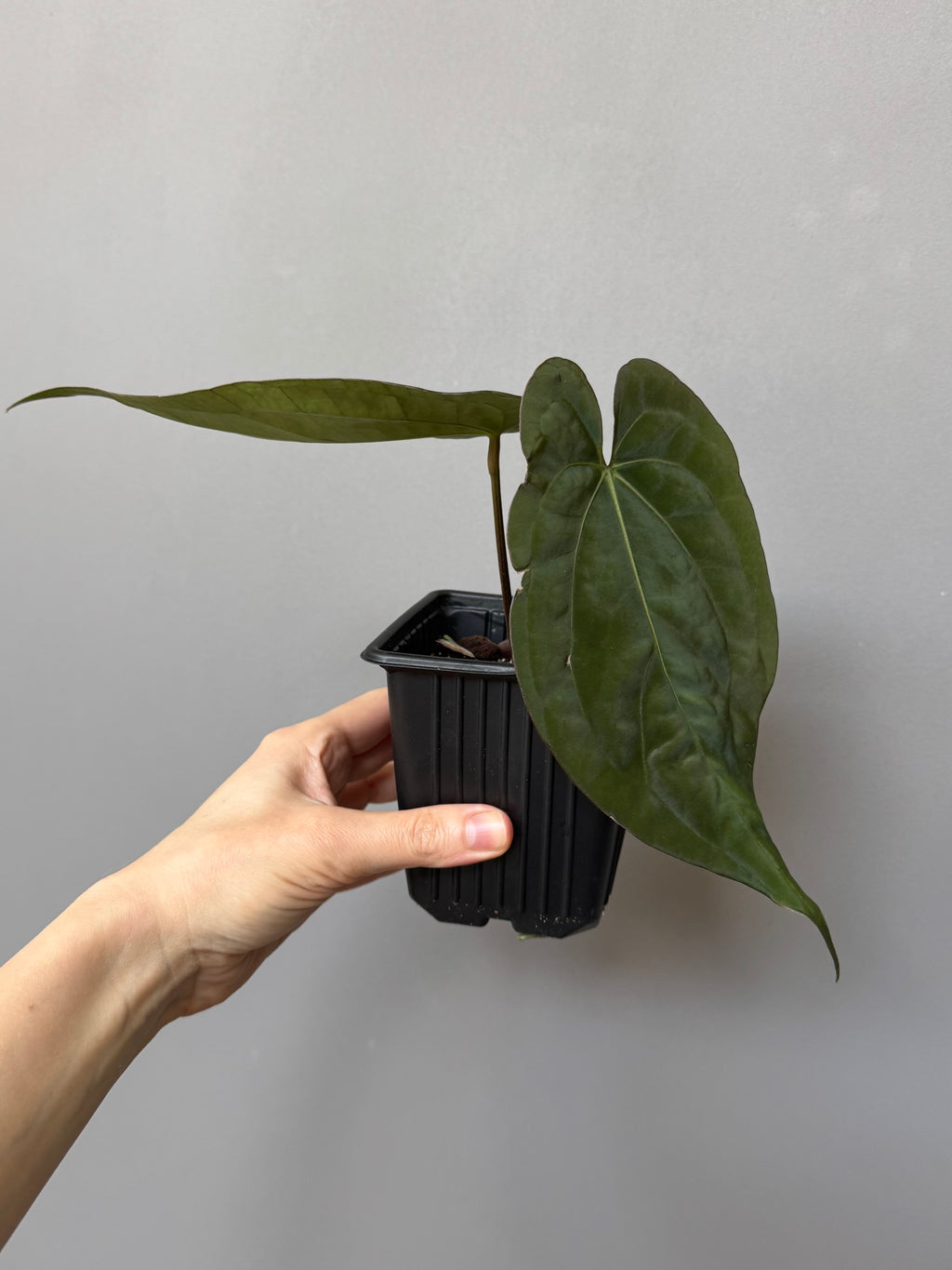 Anthurium (RG dressleri x carlablackiae ‘Amanda’) x RVDP (by variegated_stringray)