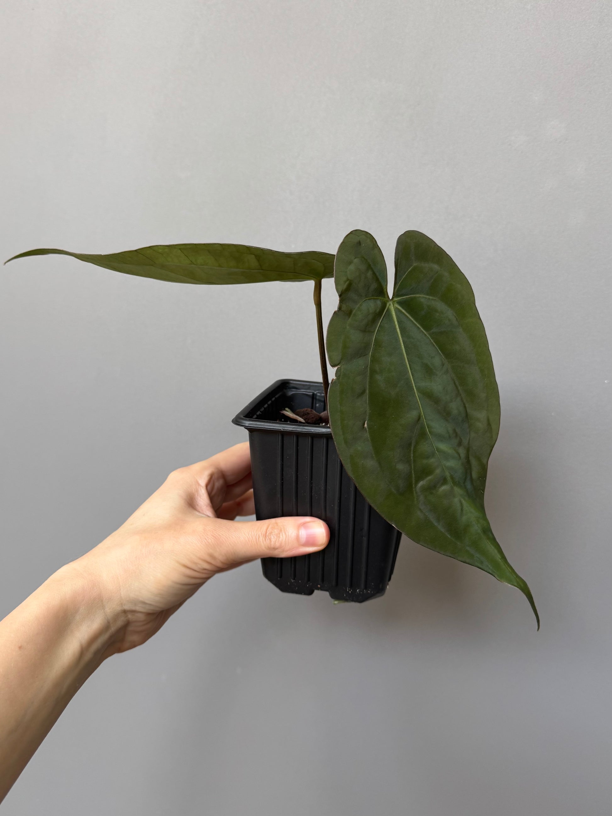 Anthurium (RG dressleri x carlablackiae ‘Amanda’) x RVDP (by variegated_stringray)