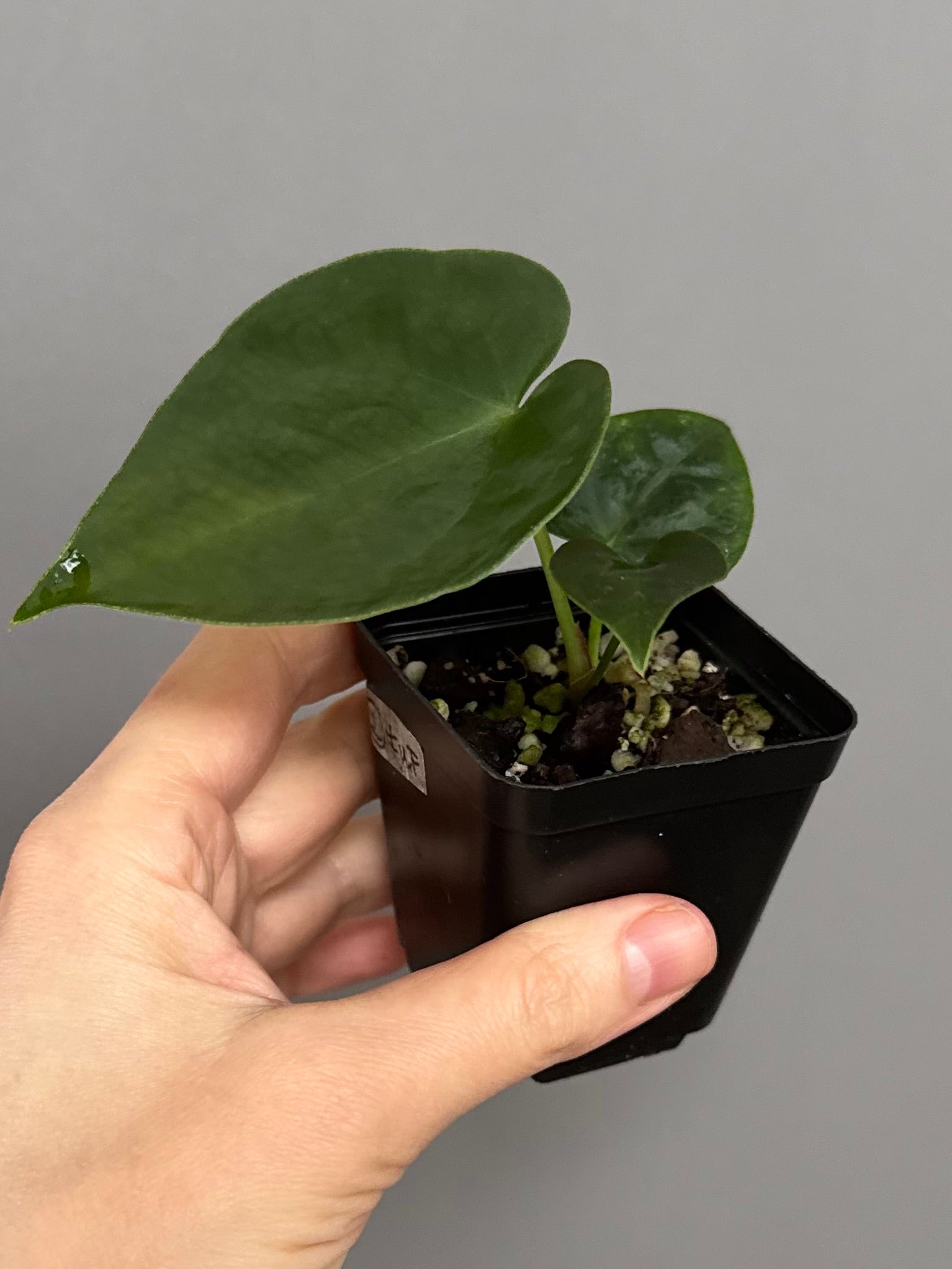 Anthurium forgetii df x papillilaminumX (by formundflora)