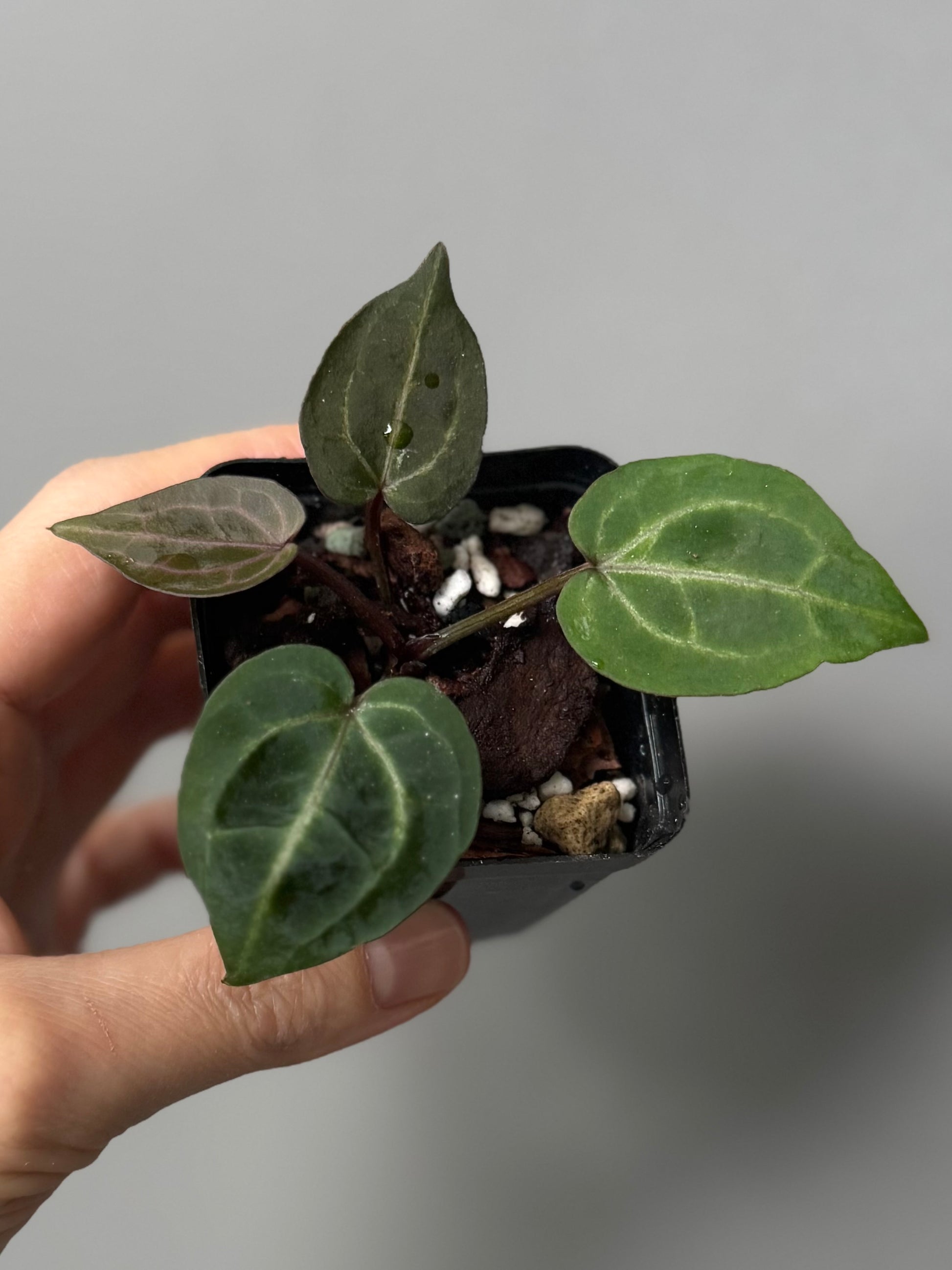 Anthurium Crystallinum Select Color x Michelle