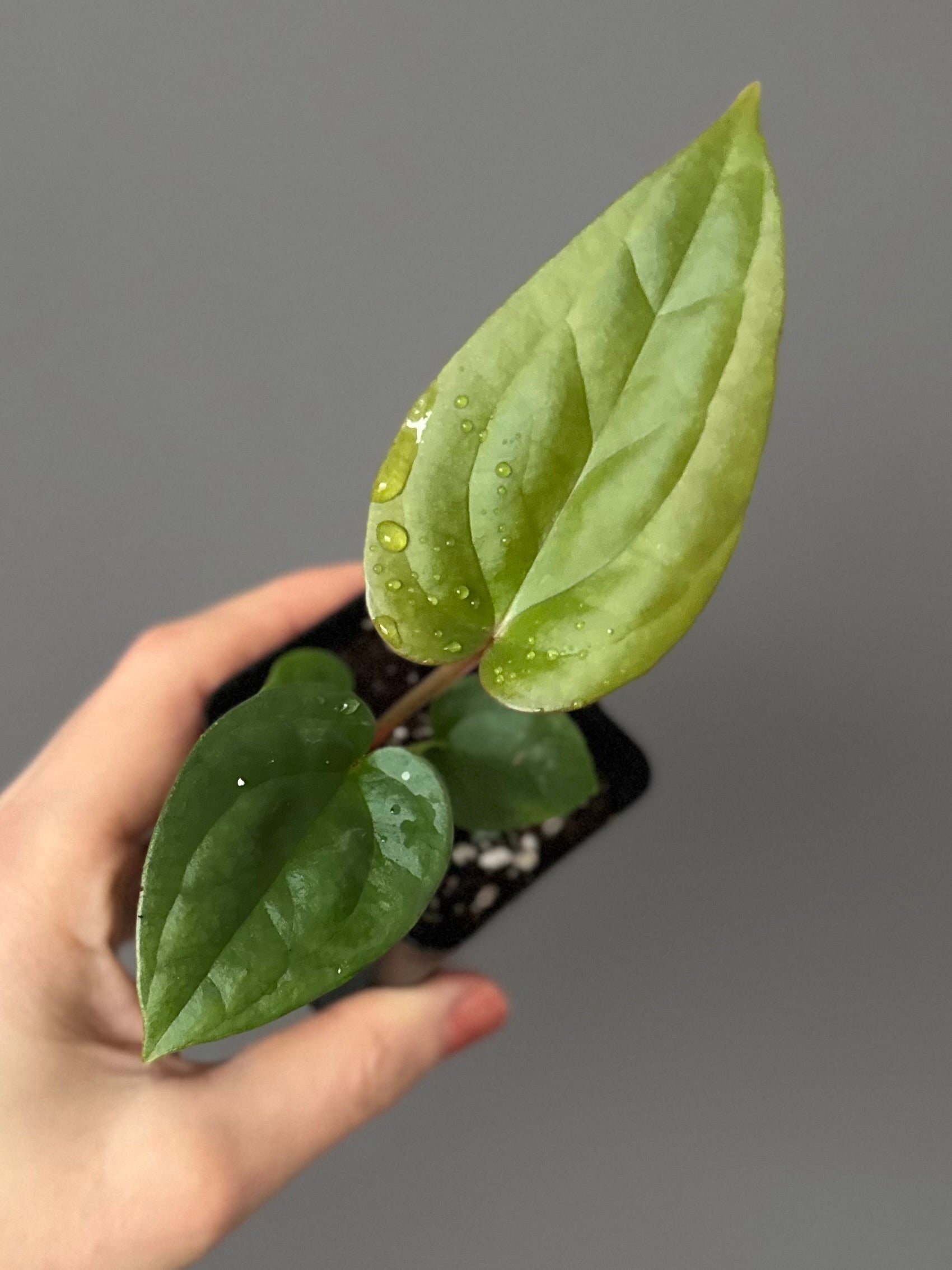 Anthurium (papillilaminum Hybrid x (KOS x Silver Blush)) X luxurians