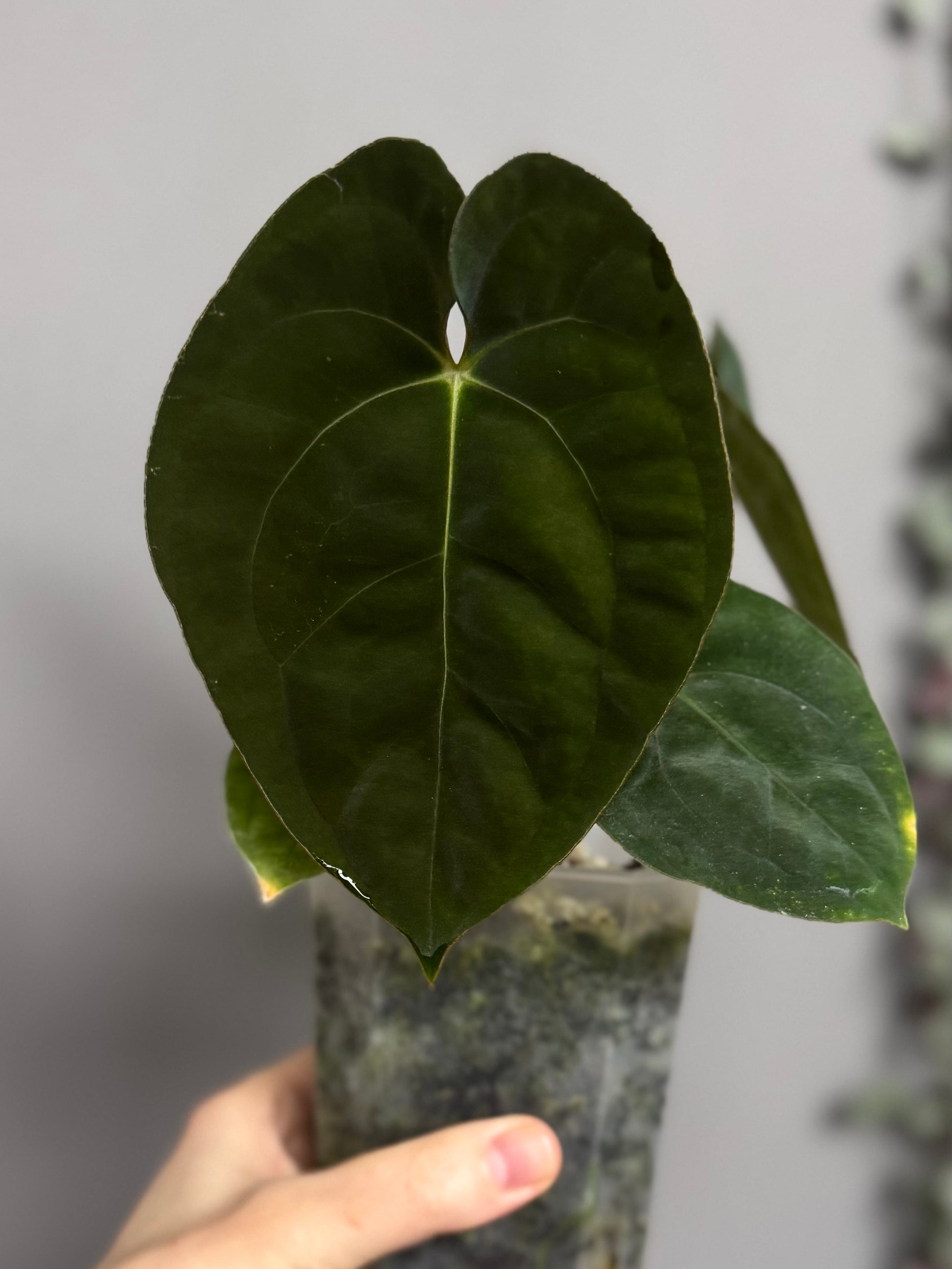 Papillilaminum T6xT7