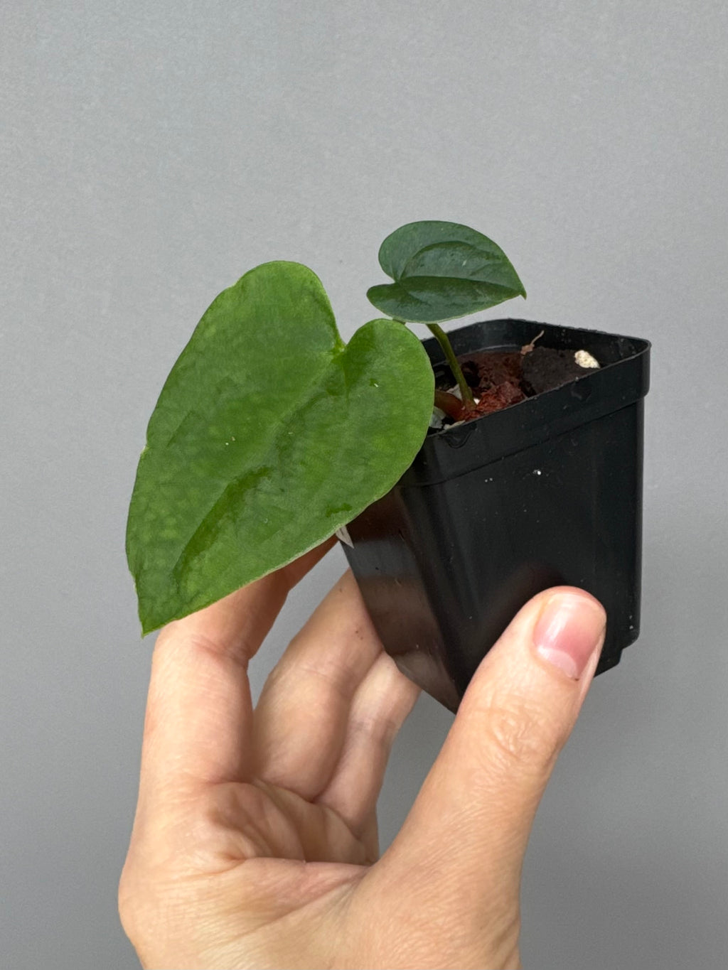 Anthurium (AOS x Carla) x RVDP