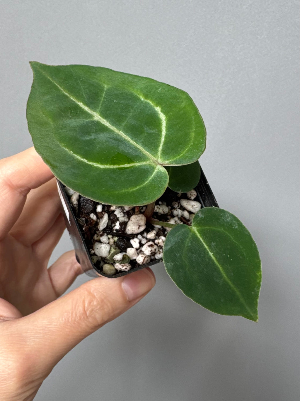 Anthurium (ZxM) x (NSE Red Crystallinum x Carlablackiae)