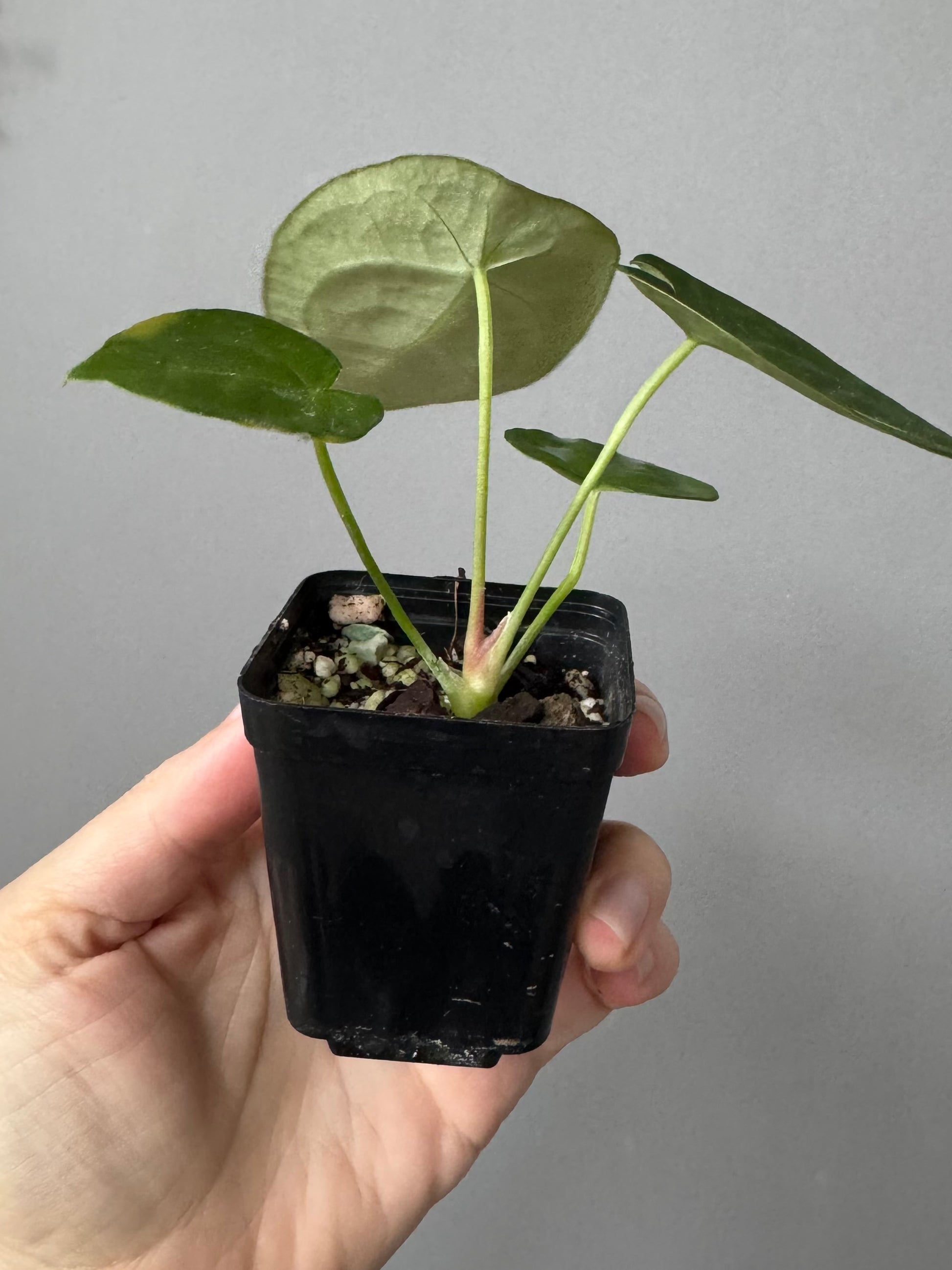 Anthurium forgetii (White Stripes x Dark Form)