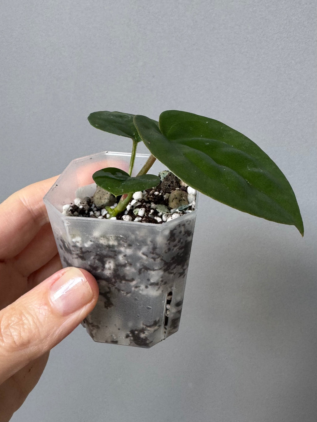 Anthurium ZxM x luxurians