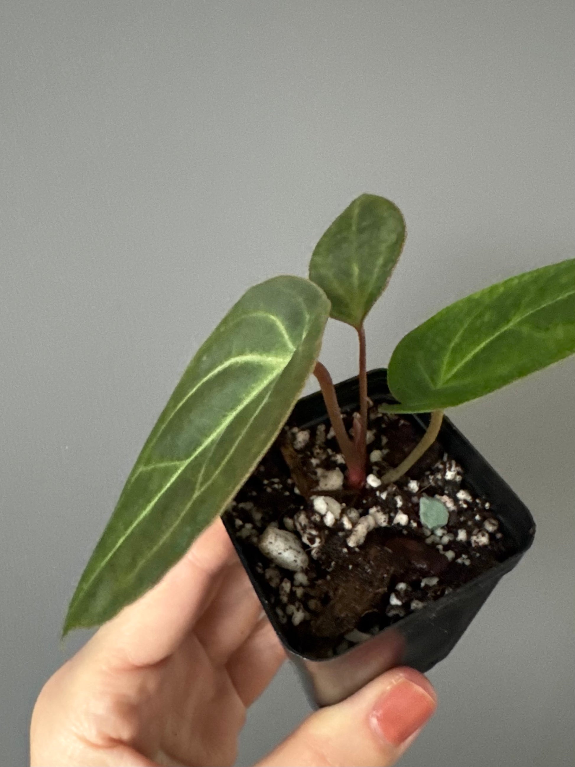 Anthurium Besseae aff.