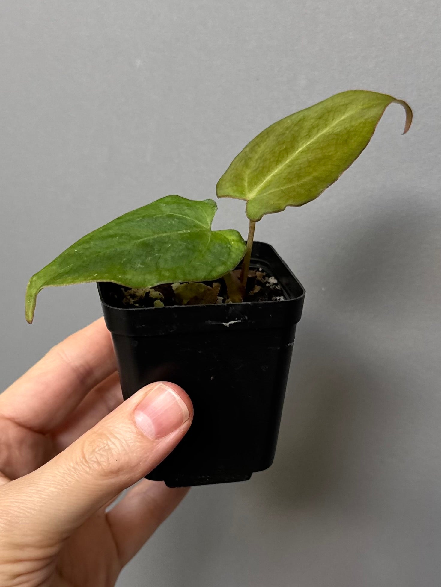 Anthurium NSE CarlaX x complex KOS/HU Hybrid