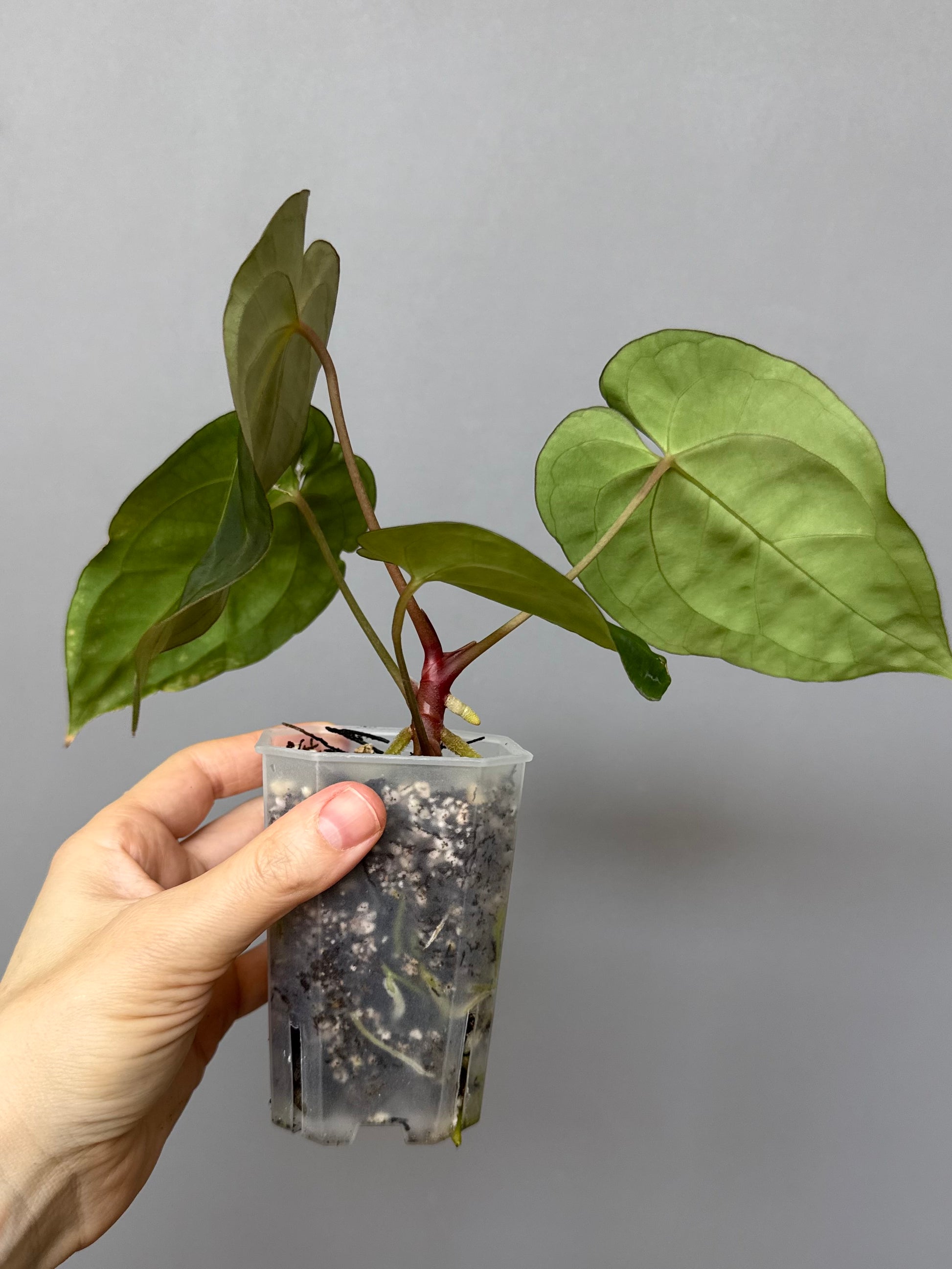 Anthurium Besseae aff. x Papillilaminum