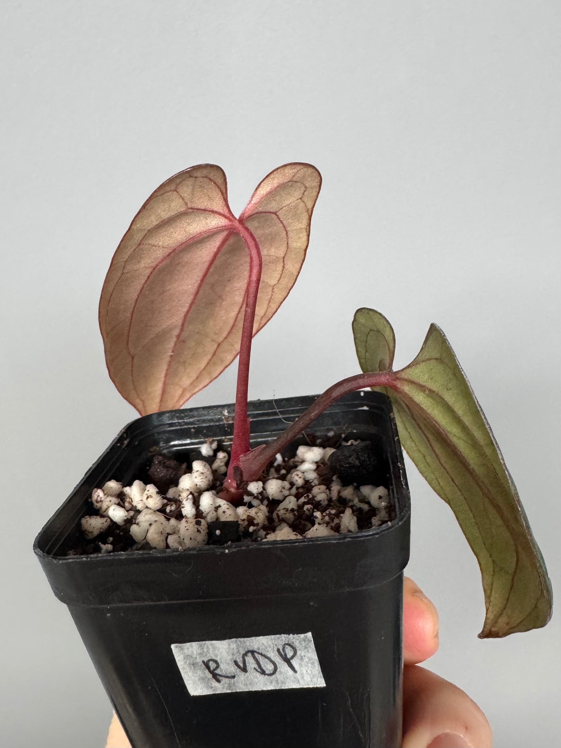 Anthurium RVDP - Red Vein Dark Phoenix - Klon