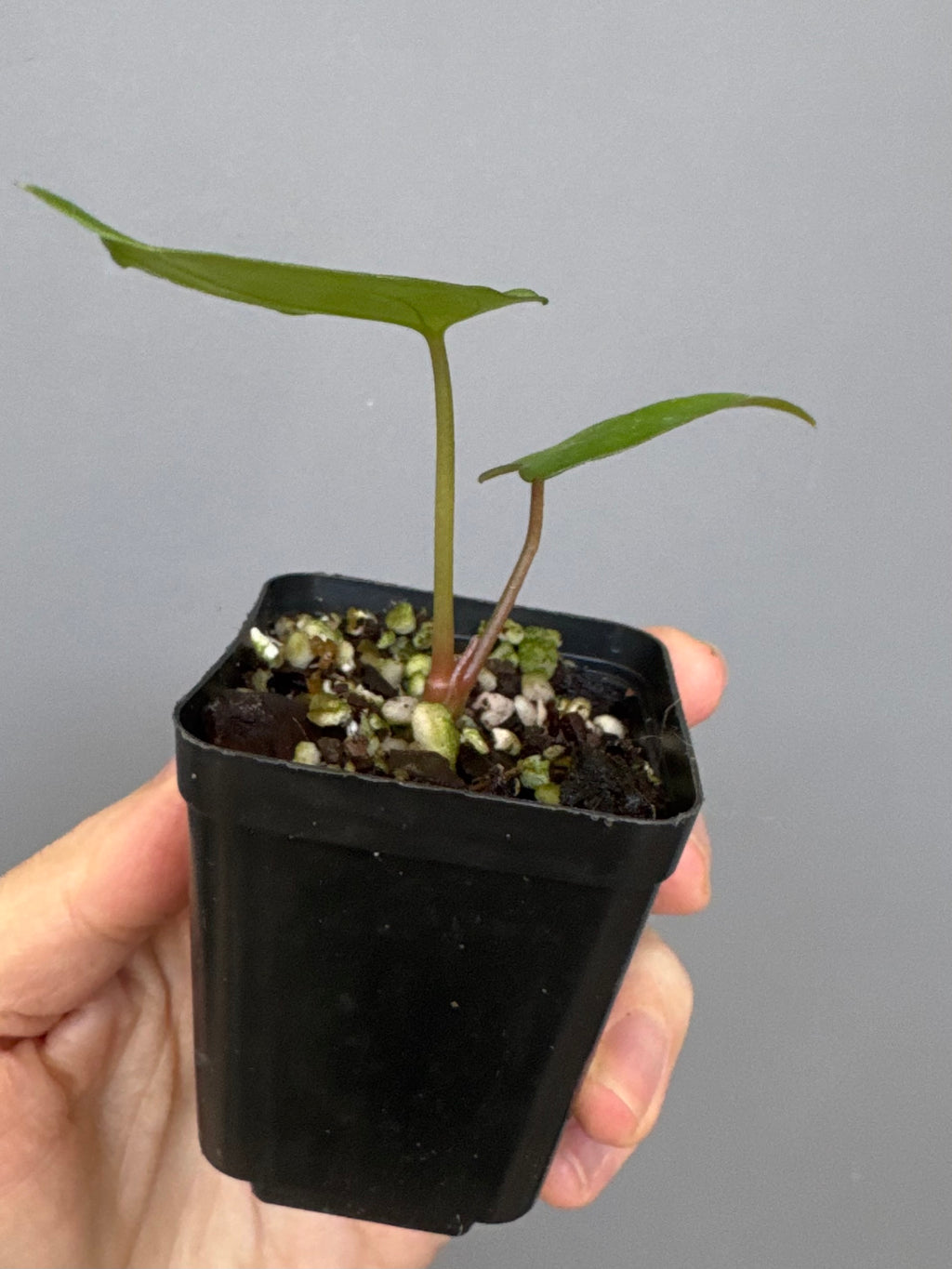 Anthurium ((papillilaminum Ralph Lynam x Fort Sherman) x carlablackiae) X RVDP (greenfelicities)