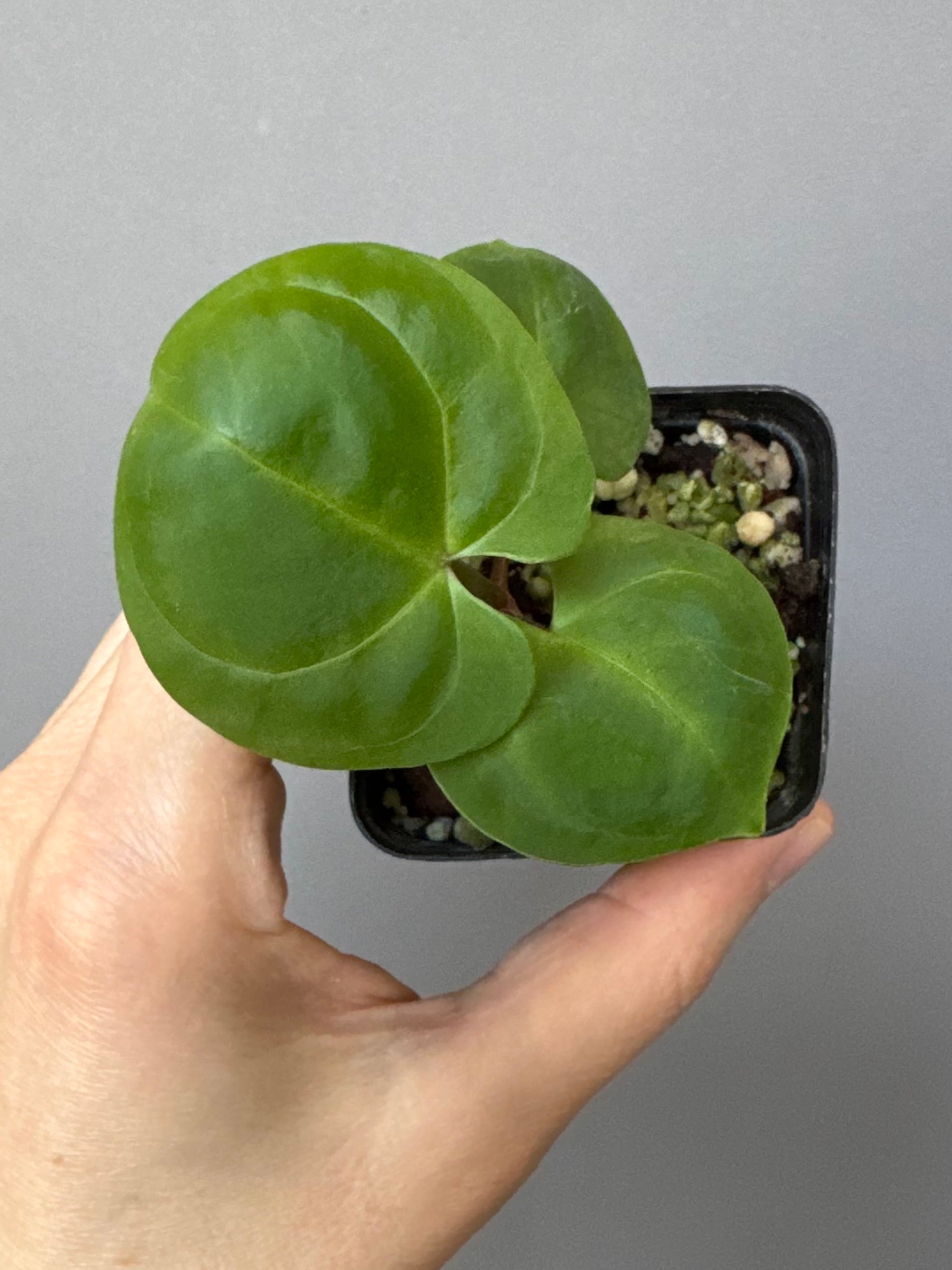Anthurium Indo dressleri xself