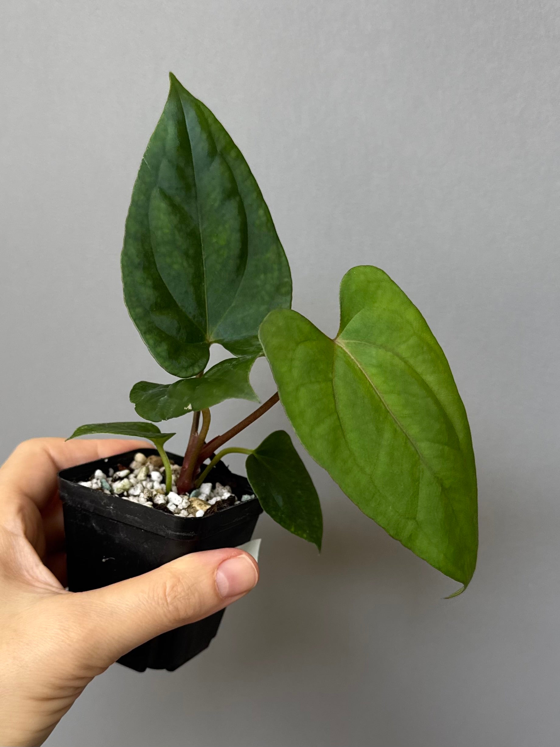 Anthurium ((BVEP x Portillae Dorito) x (Dark Phoenix x Goliath)) x (Fort Sherman x RVDP)