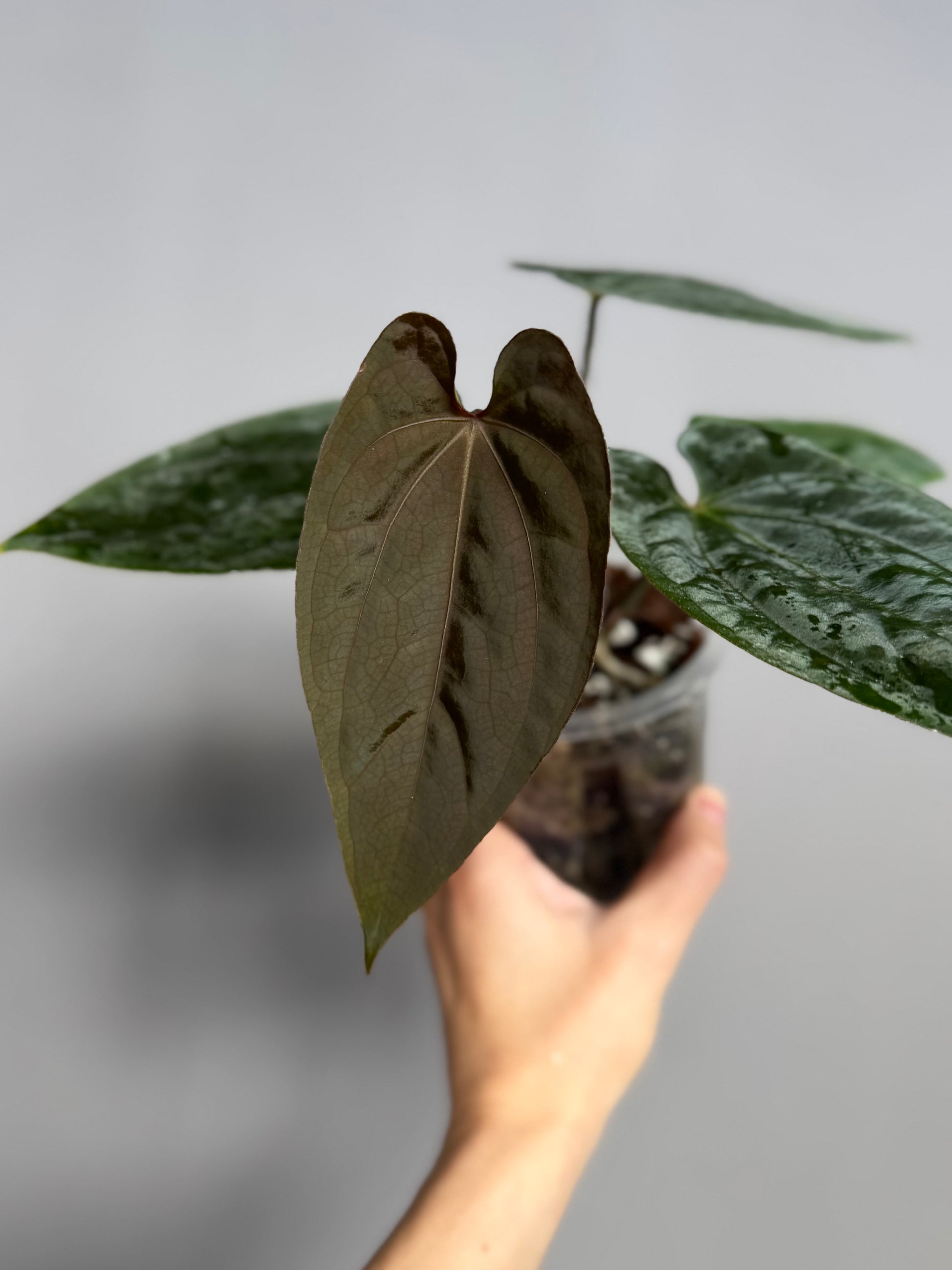 Anthurium (RGdressCarlaBVEP) x (PapA+xBVEP)