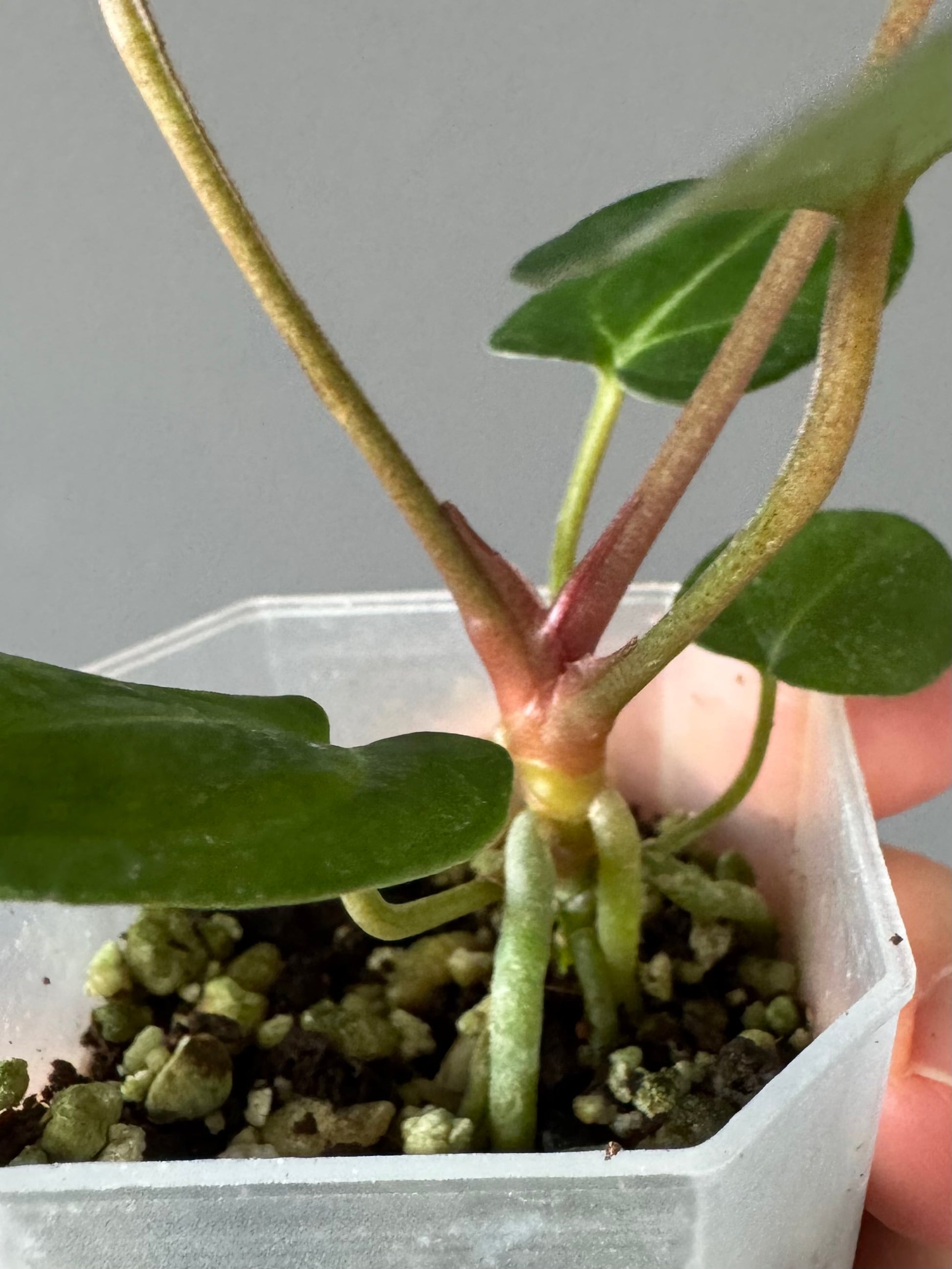 Anthurium (ZxM) x  (NSE Red Crystallinum x Carlablackiae)