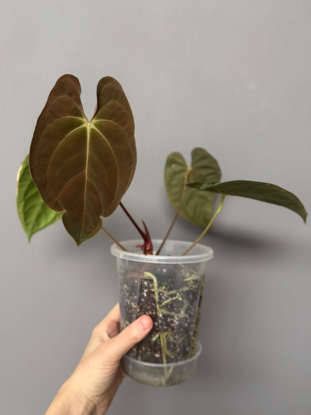 Anthurium Papillilaminum T6xT7