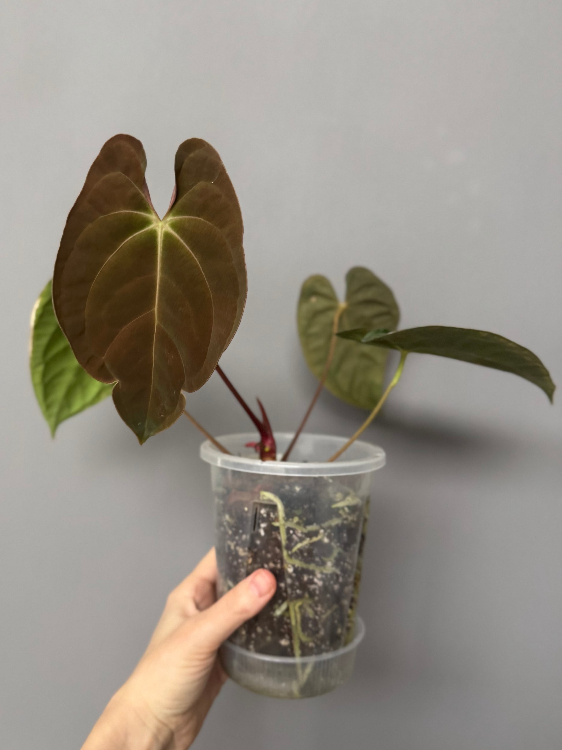 Anthurium Papillilaminum T6xT7