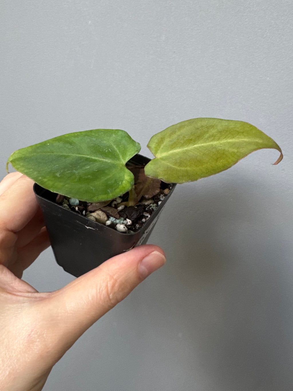Anthurium NSE CarlaX x complex KOS/HU Hybrid