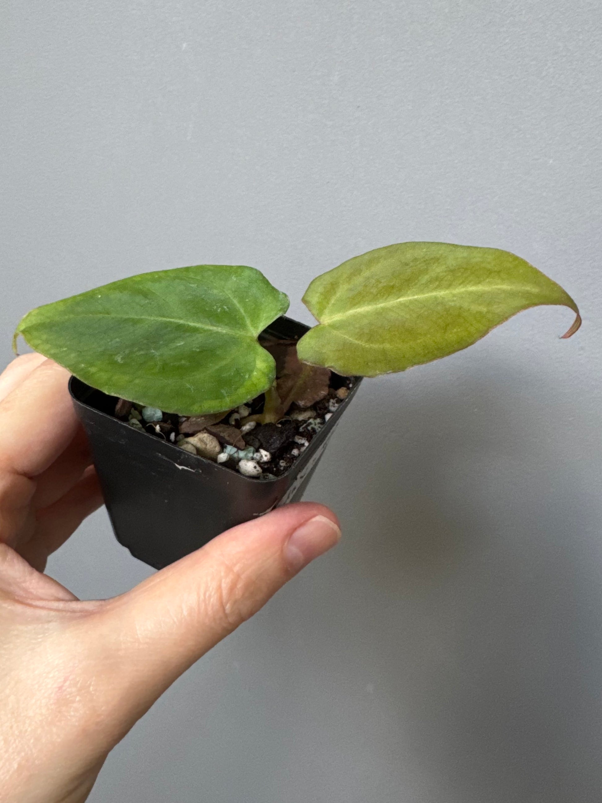 Anthurium NSE CarlaX x complex KOS/HU Hybrid