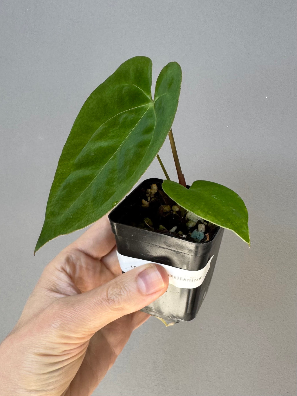 Anthurium crystallinum x papillilaminum