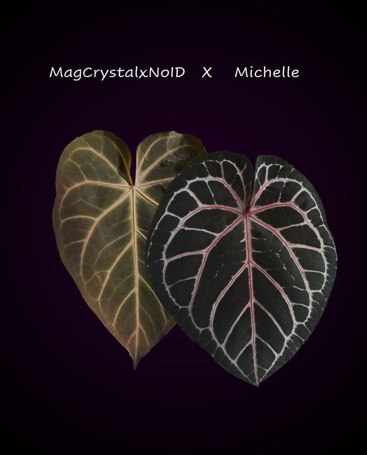 Anthurium ((magnificum x crystallinum) x NoID) XM - Plant A