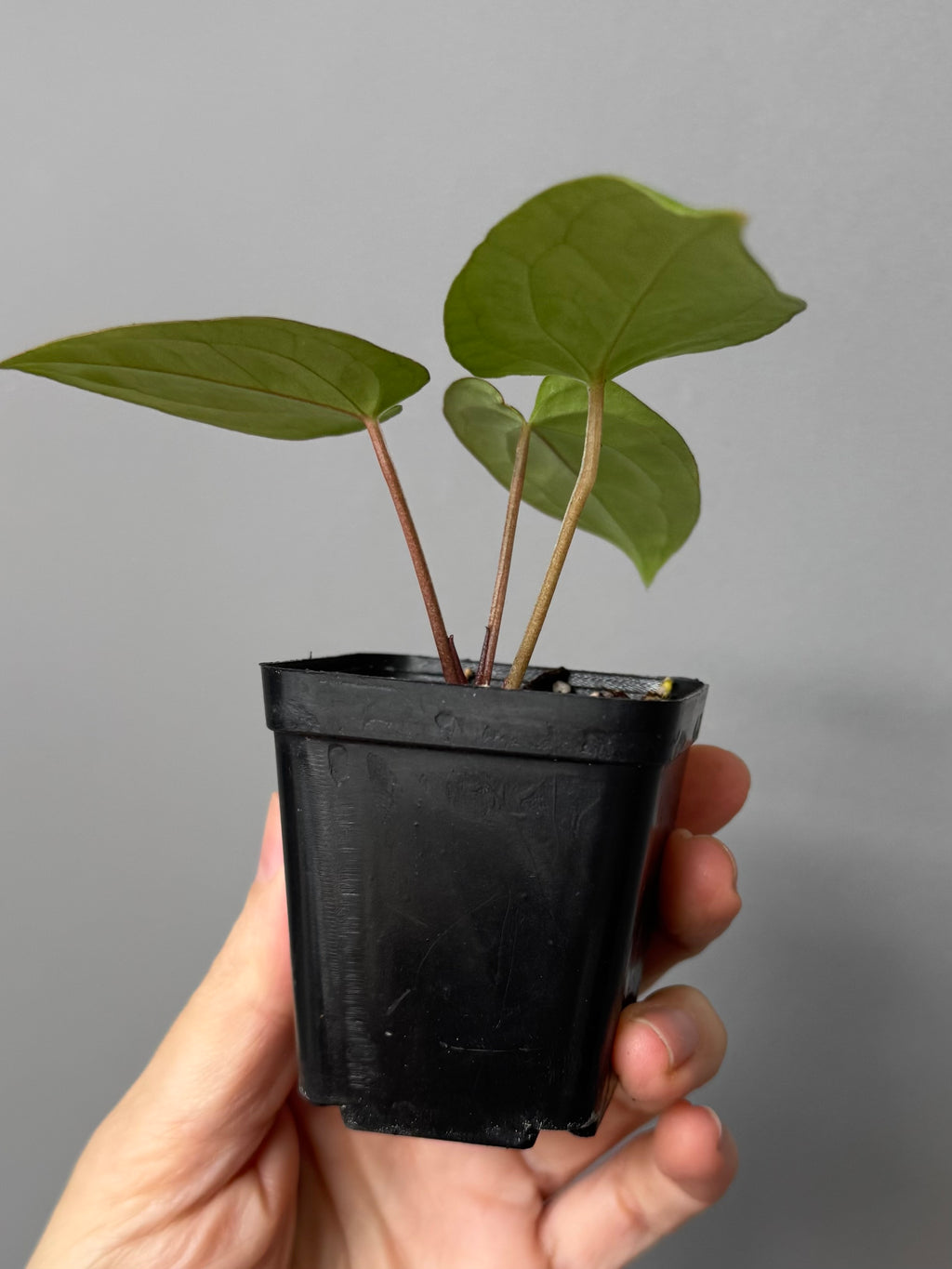 Anthurium magnificum x BVEP OG1 (#4)