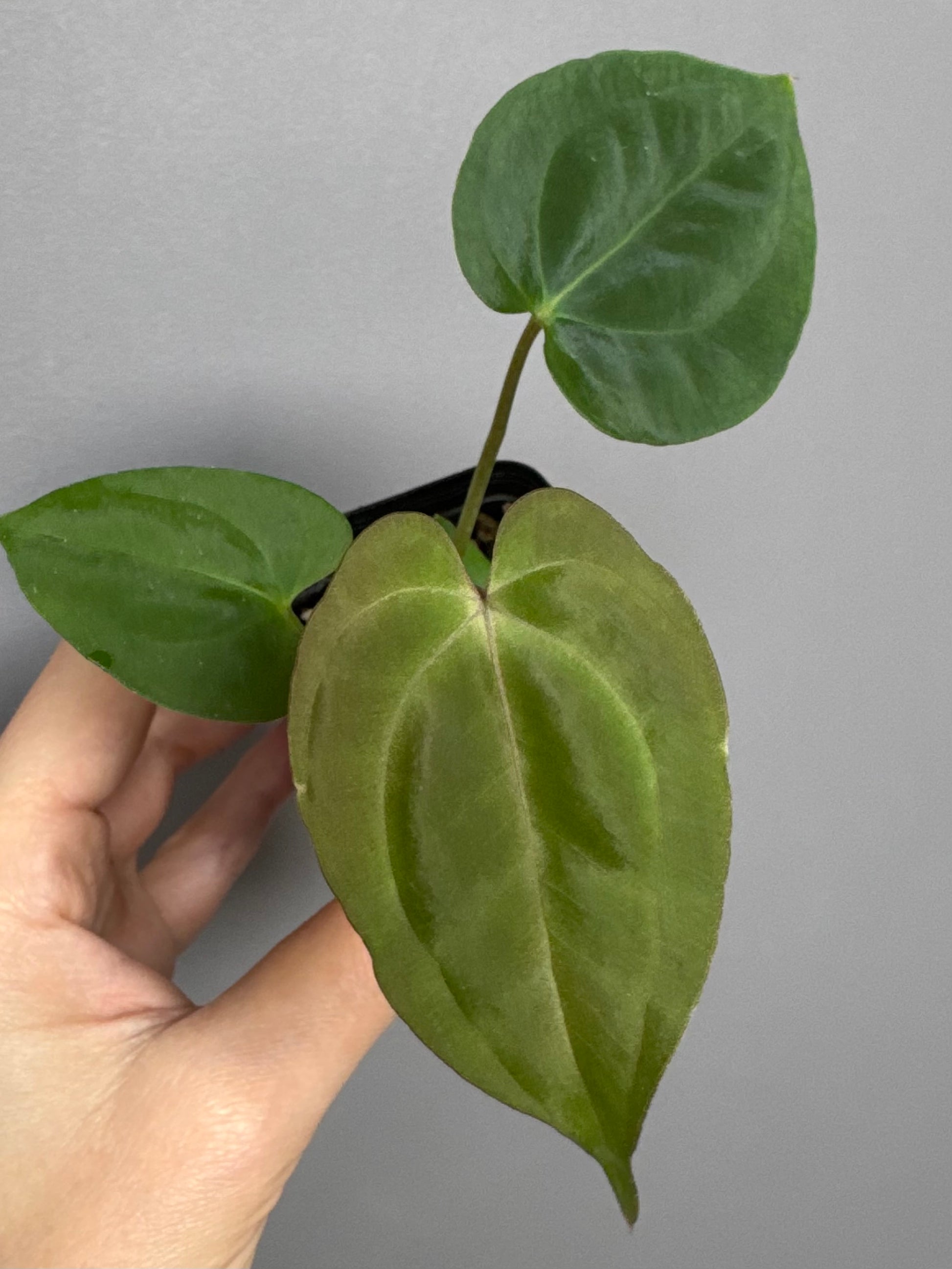 Anthurium Besseae aff. x Papillilaminum